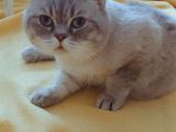 Yetişkin Dişi ve Erkek Kedi