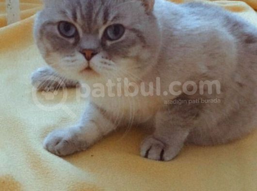 Yetişkin Dişi Ve Erkek Kedi