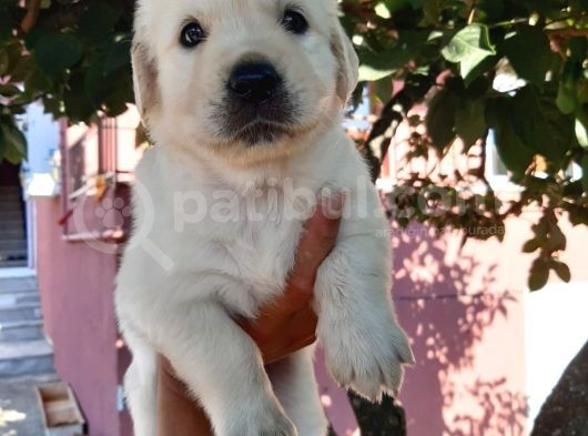 Bebek Yüz Golden Yavrular görsel