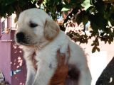 Bebek Yüz Golden Yavrular