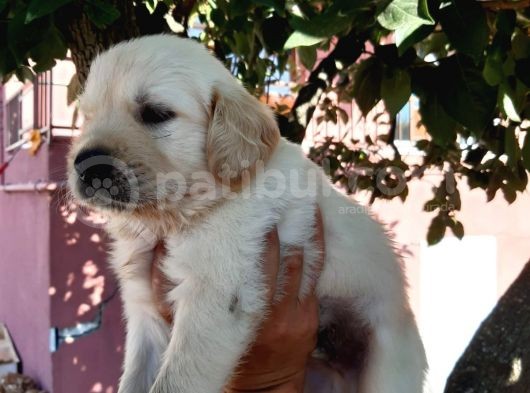 Bebek Yüz Golden Yavrular görsel