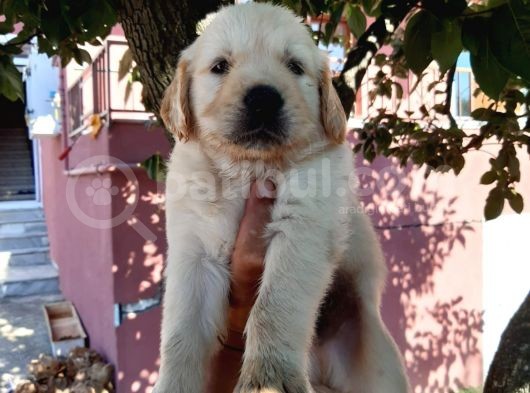 Bebek Yüz Golden Yavrular görsel