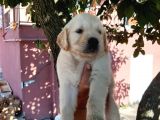 Bebek Yüz Golden Yavrular