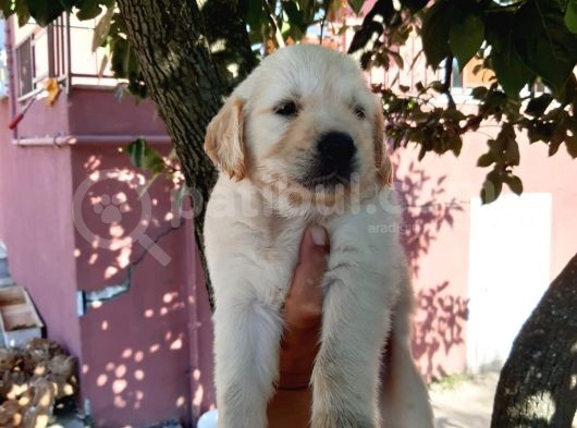 Bebek Yüz Golden Yavrular