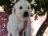 Bebek Yüz Golden Yavrular