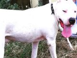 Üst Sınıf a Kalite Dogo Yavrular