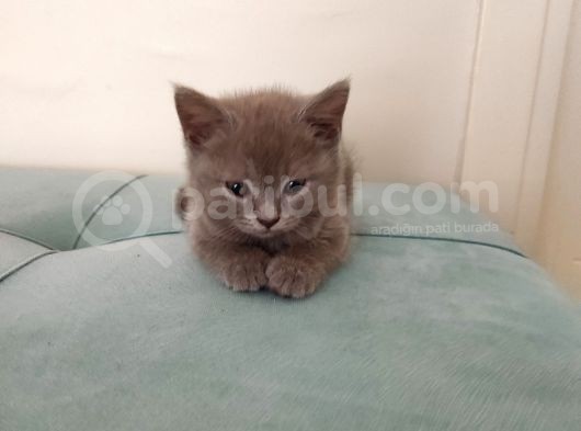 Kendi Kedimin Yavruları görsel