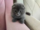 Kendi Kedimin Yavruları