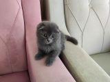 Kendi Kedimin Yavruları