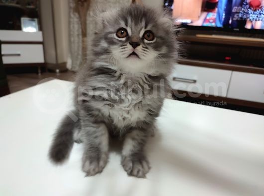 Çok Tatlı 4 Kardeş görsel