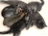British Shorthair Kedi Yavrularımız