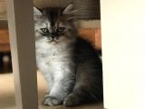 British Shorthair Kedi Yavrularımız