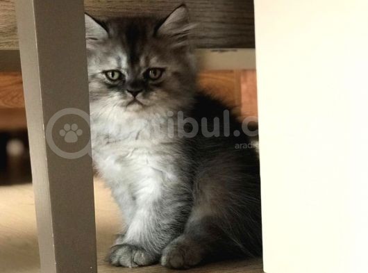 British Shorthair Kedi Yavrularımız görsel