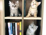 British Shorthair Kedi Yavrularımız