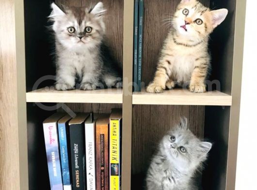 British Shorthair Kedi Yavrularımız görsel