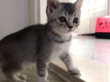 British Shorthair Kedi Yavrularımız