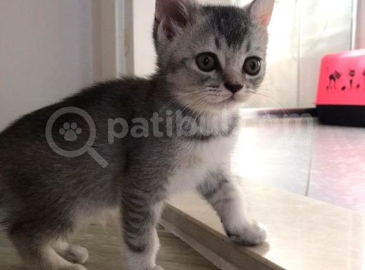British Shorthair Kedi Yavrularımız