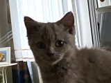 3 Aylik Safkan British Shorthair + Seyahat Çantasi + 1 Aylik Süre Yetecek Tuvalet Kumu, 3 Ay Süreli Yetecek Mamasi + Vitaminleri
