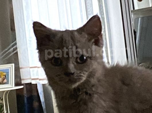 3 Aylik Safkan British Shorthair + Seyahat Çantasi + 1 Aylik Süre Yetecek Tuvalet Kumu, 3 Ay Süreli Yetecek Mamasi + Vitaminleri