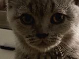 3 Aylik Safkan British Shorthair + Seyahat Çantasi + 1 Aylik Süre Yetecek Tuvalet Kumu, 3 Ay Süreli Yetecek Mamasi + Vitaminleri