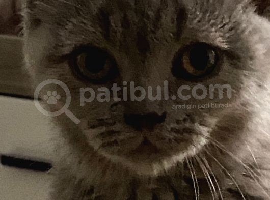 3 Aylik Safkan British Shorthair + Seyahat Çantasi + 1 Aylik Süre Yetecek Tuvalet Kumu, 3 Ay Süreli Yetecek Mamasi + Vitaminleri görsel