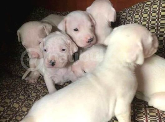Secereli Uluslararası Dogo Argentino Yavruları