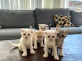 Yaramaz Ama Dünya Tatlısı Scottish Fold