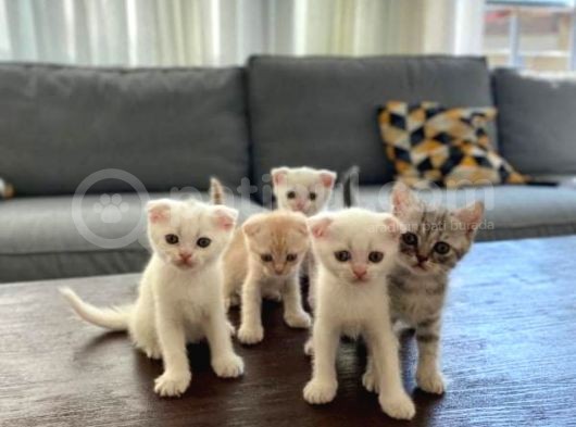 Yaramaz Ama Dünya Tatlısı Scottish Fold