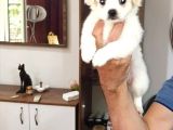 Malta Köpeği Sıfır Orijinal