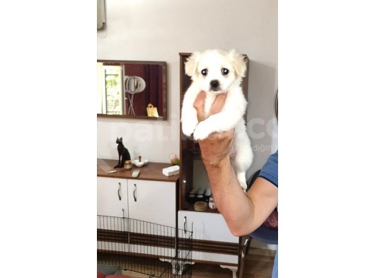 Malta Köpeği Sıfır Orijinal