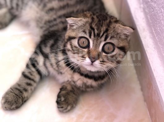 Scotish Longhair Silver görsel