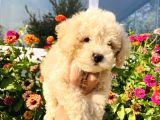Apri̇kot Toy Poodle Yavrularimiz