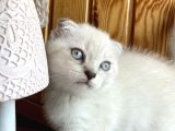Safkan Blue Point Scottish