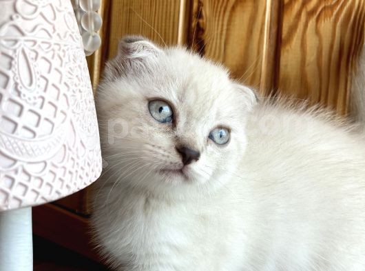 Safkan Blue Point Scottish görsel