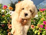 Apri̇kot Toy Poodle Yavrularimiz