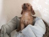 62 Günlük Redbrown Erkek Poddle