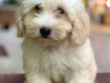 Dişi Ve Erkek Beyaz Maltipoo Yavrularımız
