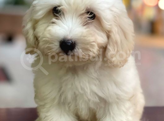 Dişi Ve Erkek Beyaz Maltipoo Yavrularımız görsel