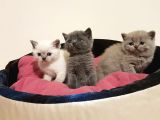 British Shorthair Yavruları