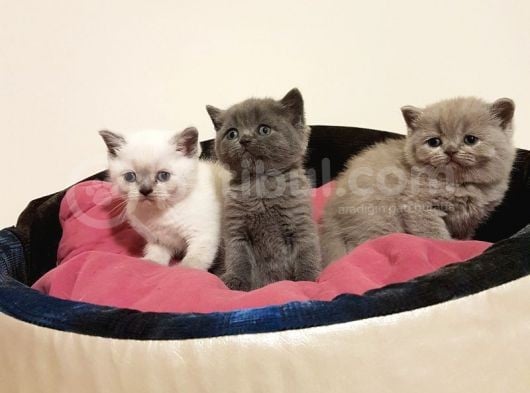 British Shorthair Yavruları