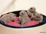 British Shorthair Yavruları