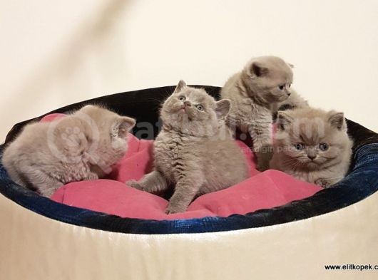 British Shorthair Yavruları görsel