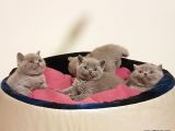 British Shorthair Yavruları
