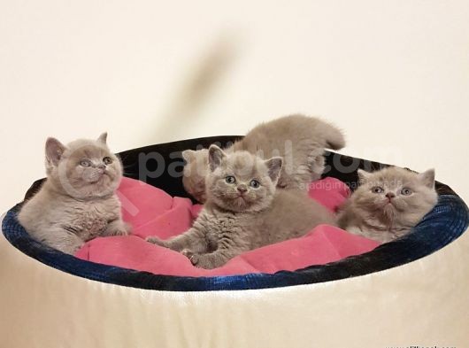 British Shorthair Yavruları görsel
