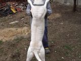 1.Sinif Irk Garantili Dogo Yavrularimiz