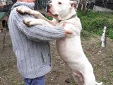 1.Sinif Irk Garantili Dogo Yavrularimiz