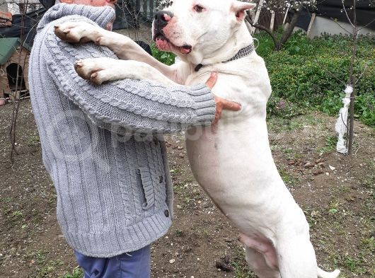 1.Sinif Irk Garantili Dogo Yavrularimiz görsel