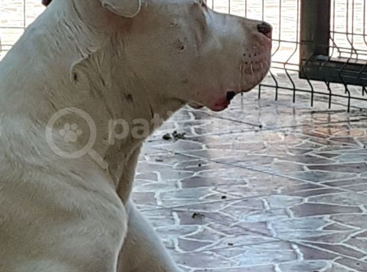 1.Sinif Irk Garantili Dogo Yavrularimiz