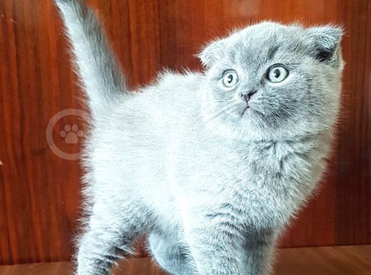 British Shorthair Yavruları