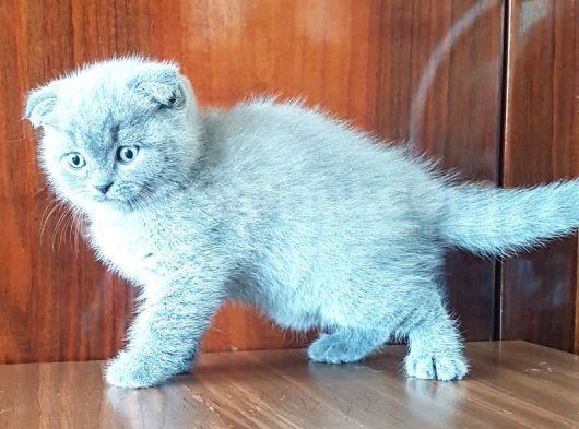 British Shorthair Yavruları görsel
